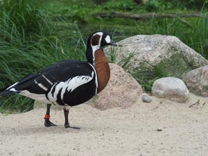 Vogel